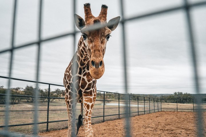 Fredericksburg Safari Tour With Wine Tasting