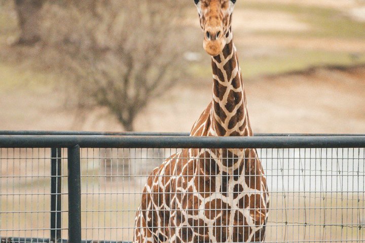 Fredericksburg Safari Tour With Wine Tasting