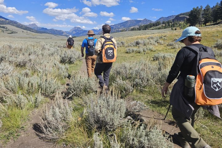 Lamar Valley Safari Hiking Tour with Lunch