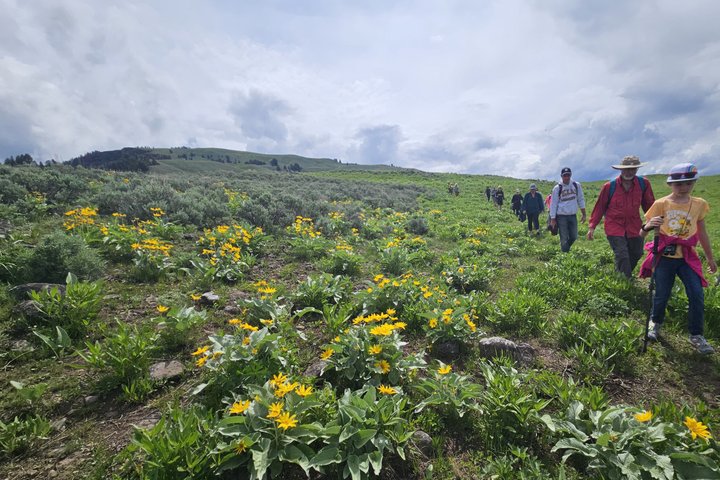 Lamar Valley Safari Hiking Tour with Lunch