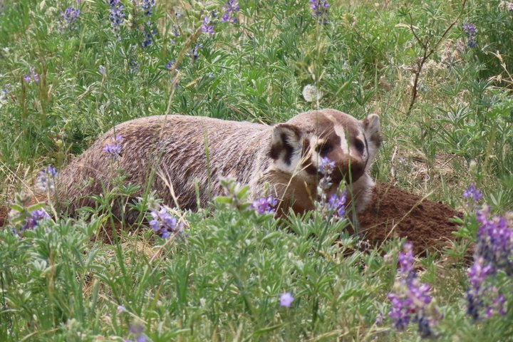 Upper Loop Tour and Lamar Valley from West Yellowstone with Lunch