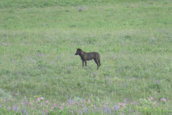 Upper Loop Tour and Lamar Valley from West Yellowstone with Lunch