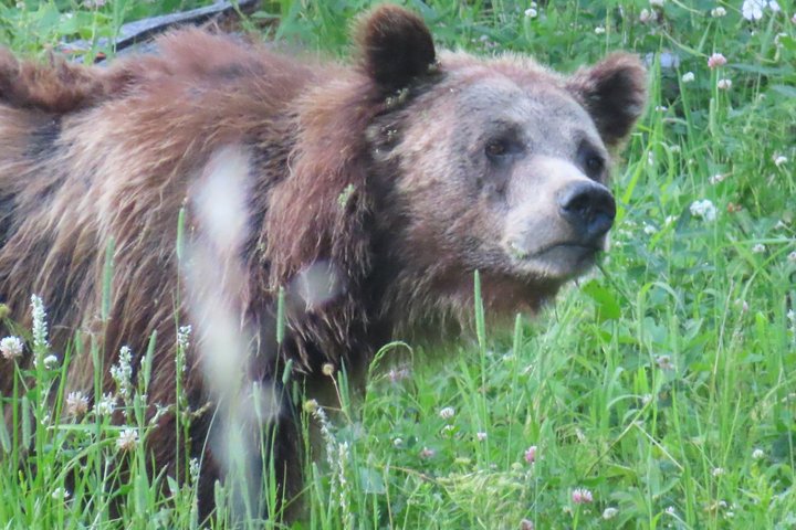 Upper Loop Tour and Lamar Valley from West Yellowstone with Lunch