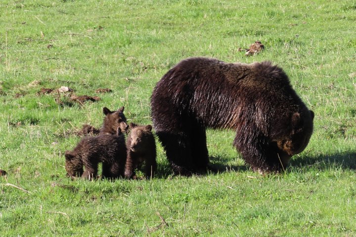 Upper Loop Tour and Lamar Valley from West Yellowstone with Lunch