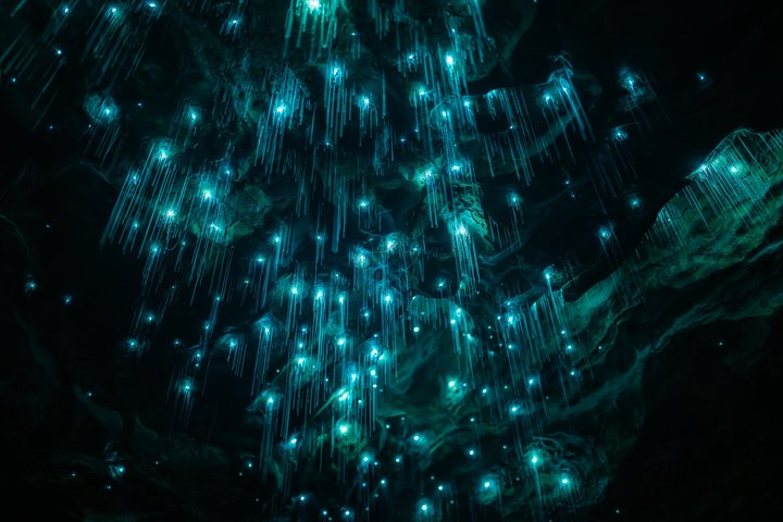 Okohua Glowworm Cave Tour