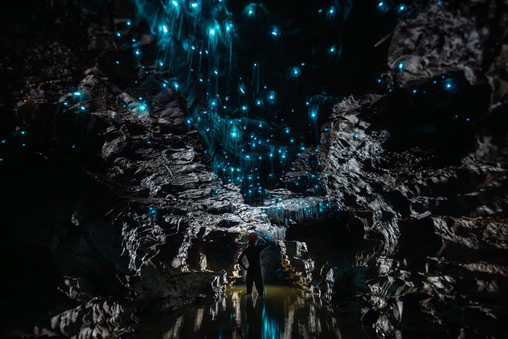 Okohua Glowworm Cave Tour