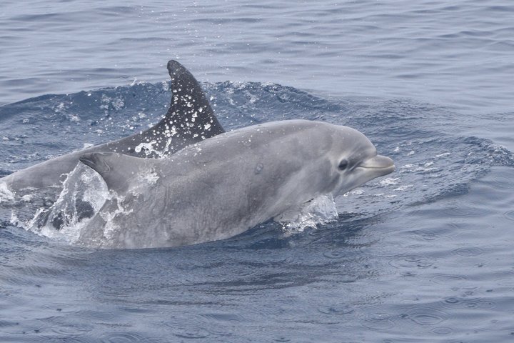 Up Close Dolphin & Whale Watching