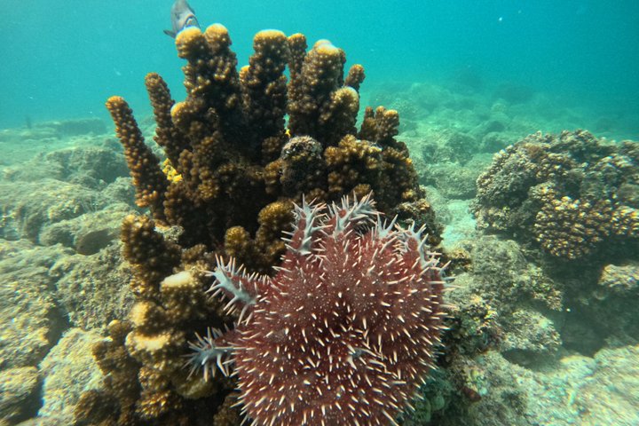 Isla Espiritu Santo and Balandra All Inclusive Tour