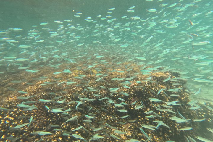 Isla Espiritu Santo and Balandra All Inclusive Tour