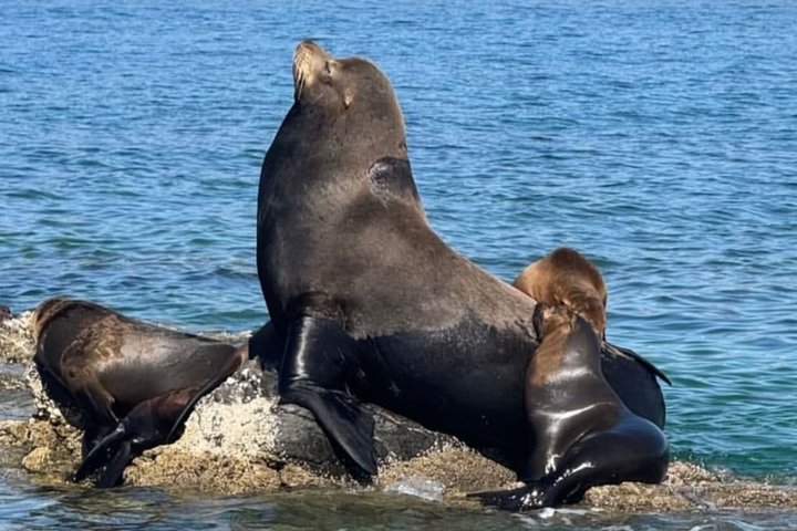 Isla Espiritu Santo and Balandra All Inclusive Tour