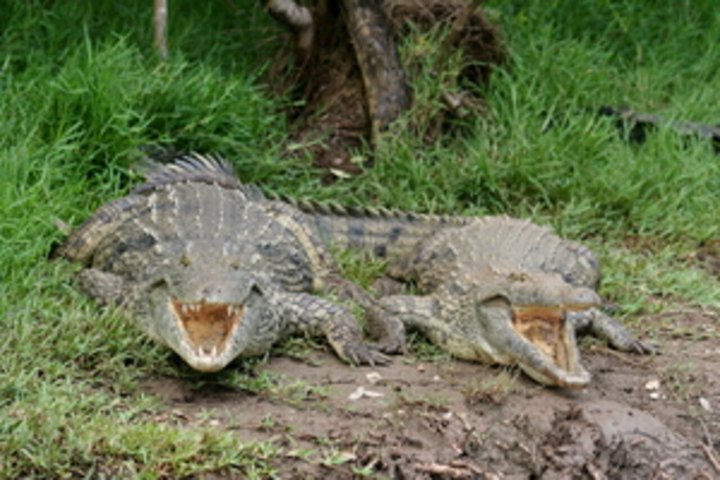 Hippo and Croc Boat Cruise in St Lucia Estuary Kwazulu Natal