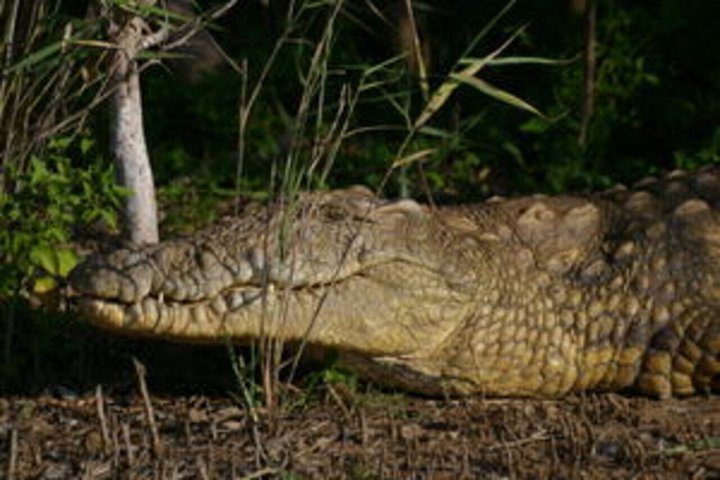 Hippo and Croc Boat Cruise in St Lucia Estuary Kwazulu Natal