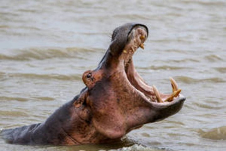 Hippo and Croc Boat Cruise in St Lucia Estuary Kwazulu Natal