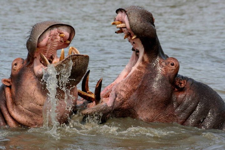 Hippo and Croc Boat Cruise in St Lucia Estuary Kwazulu Natal