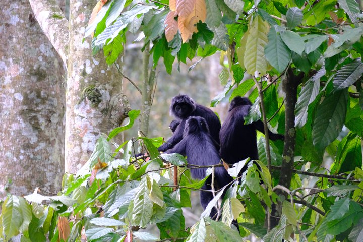 Tetebatu Private Trek Rice Fields Waterfall and Monkey Forest