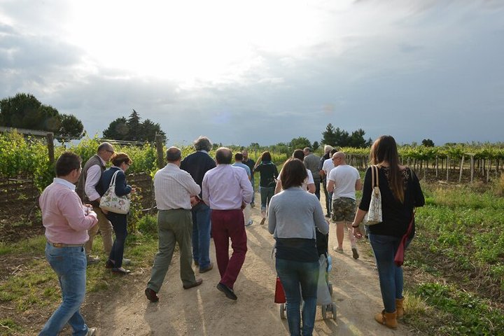Wine Tasting and Guided Visit to the Vineyard and Cellar in S. Maria Imbaro