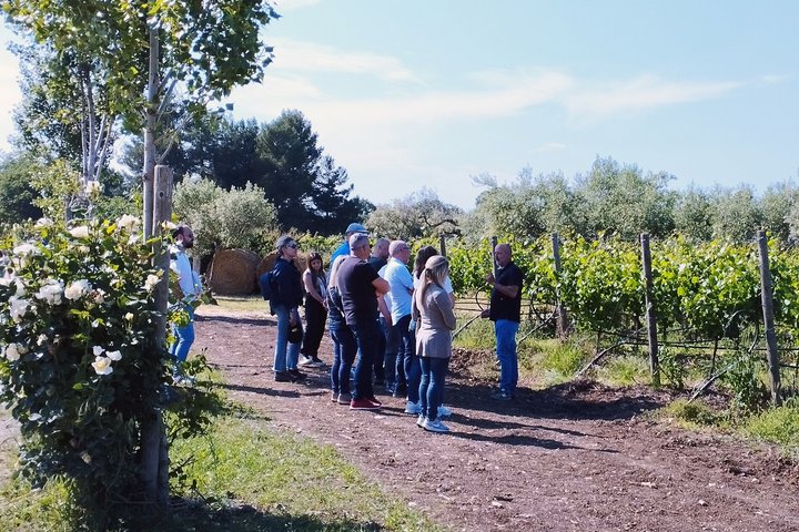 Wine Tasting and Guided Visit to the Vineyard and Cellar in S. Maria Imbaro