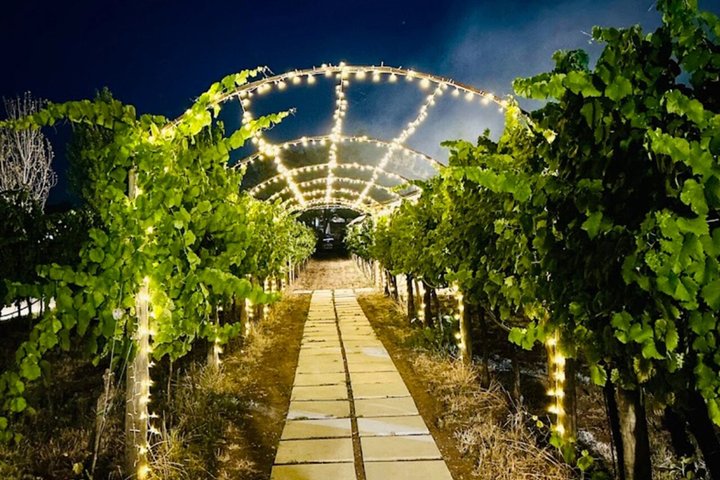 Wine Tasting and Guided Visit to the Vineyard and Cellar in S. Maria Imbaro