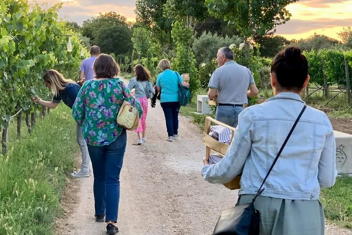 Wine Tasting and Guided Visit to the Vineyard and Cellar in S. Maria Imbaro