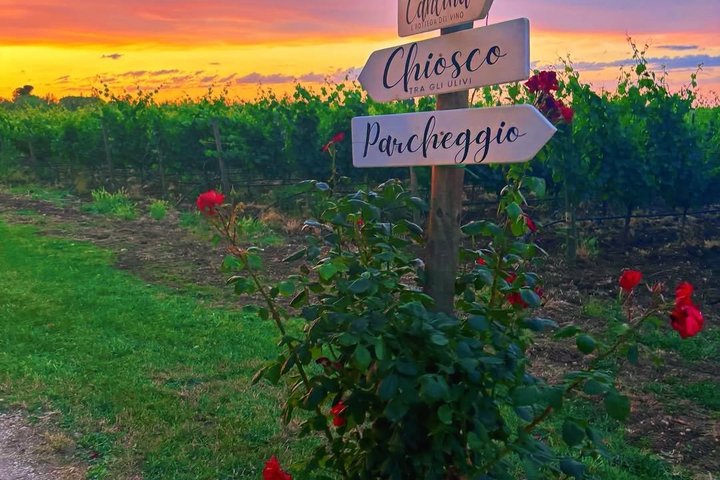 Wine Tasting and Guided Visit to the Vineyard and Cellar in S. Maria Imbaro