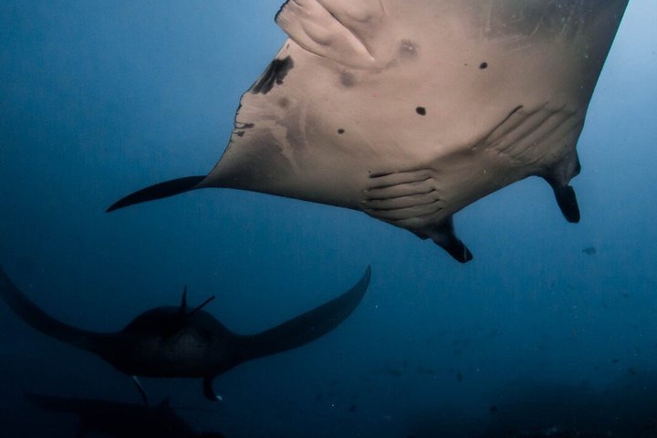 2 Day Komodo Island Sailing Adventure with Snorkeling & Dragons