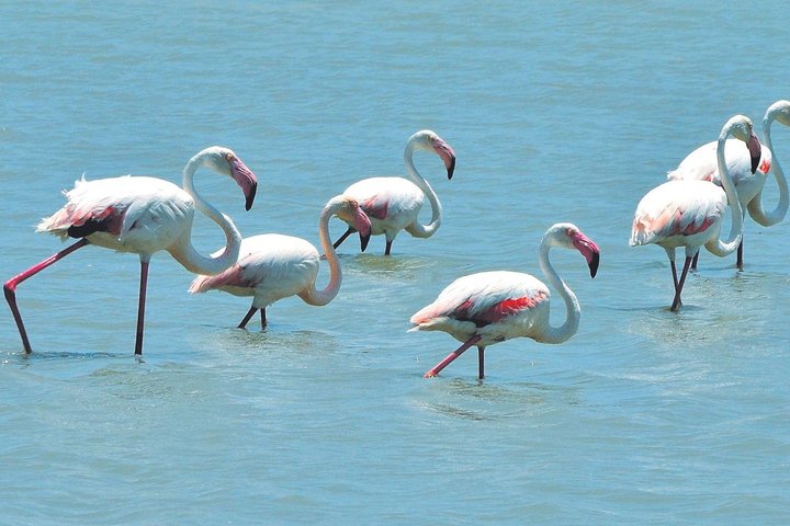 Trike Adventure to Mar Menor, Salt Lakes and Flamingos
