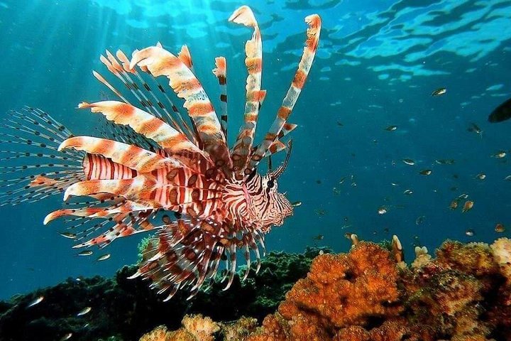 2 Day Komodo Island Sailing Adventure with Snorkeling & Dragons