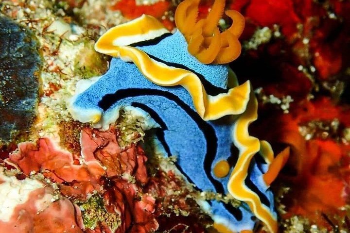2 Day Komodo Island Sailing Adventure with Snorkeling & Dragons