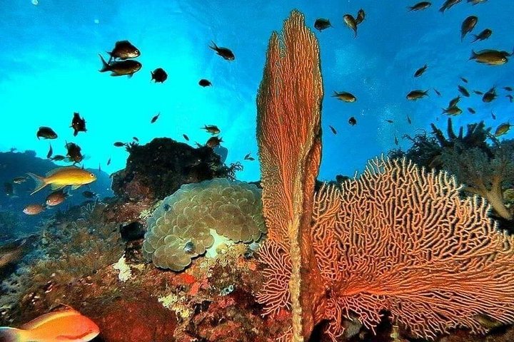 2 Day Komodo Island Sailing Adventure with Snorkeling & Dragons