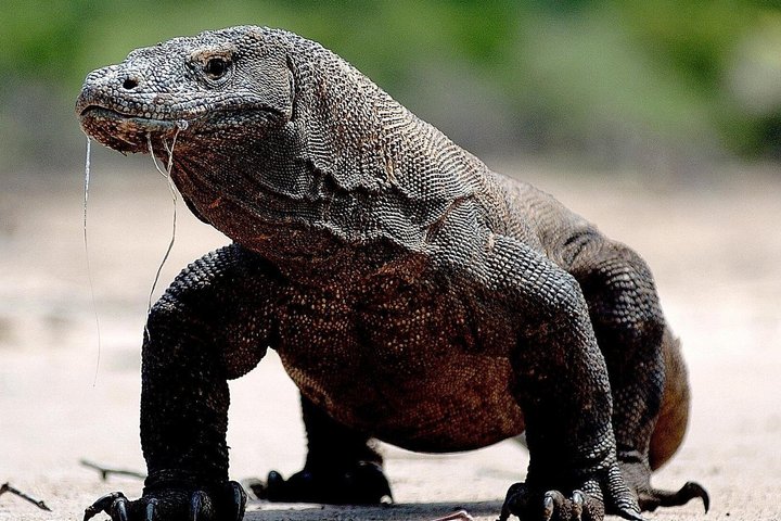 2 Day Komodo Island Sailing Adventure with Snorkeling & Dragons