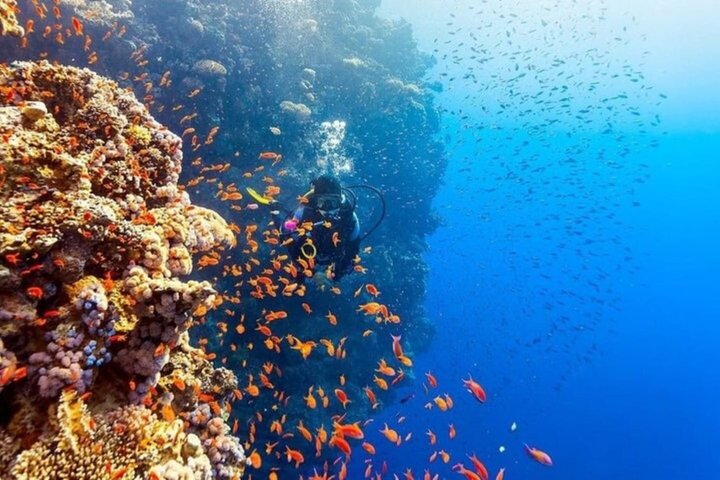 Ras Mohammed & White Island Snorkeling & Diving – Sharm El Sheikh