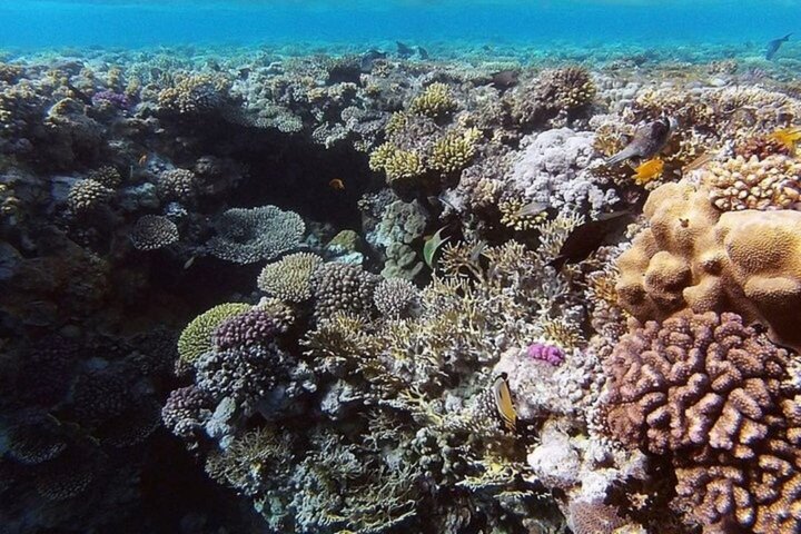 Ras Mohammed & White Island Snorkeling & Diving – Sharm El Sheikh