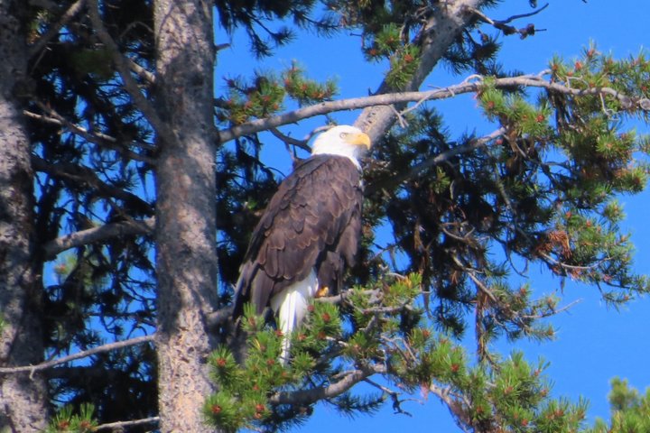 Upper Loop Tour and Lamar Valley from West Yellowstone with Lunch