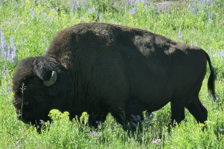 Lamar Valley Safari Hiking Tour with Lunch
