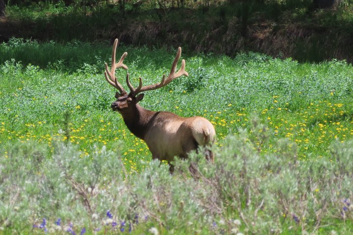 Upper Loop Tour and Lamar Valley from West Yellowstone with Lunch
