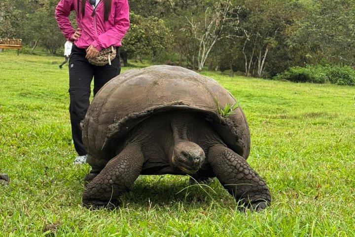 Santa Cruz Craters and Tunnels Tour of Lava and Turtles