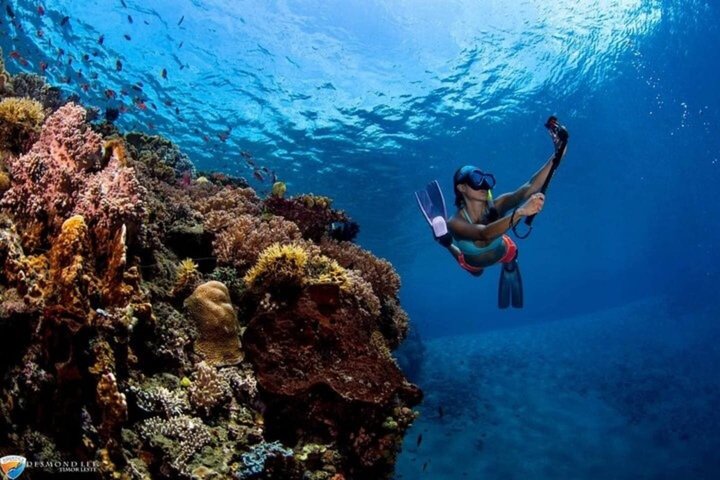 Tiran Island Snorkeling , Diving Cruise & Lunch - Sharm El Sheikh