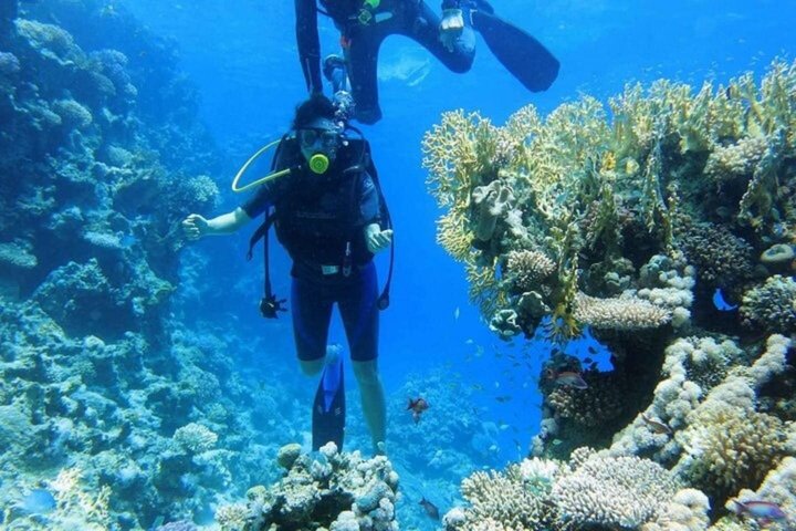 Tiran Island Snorkeling , Diving Cruise & Lunch - Sharm El Sheikh