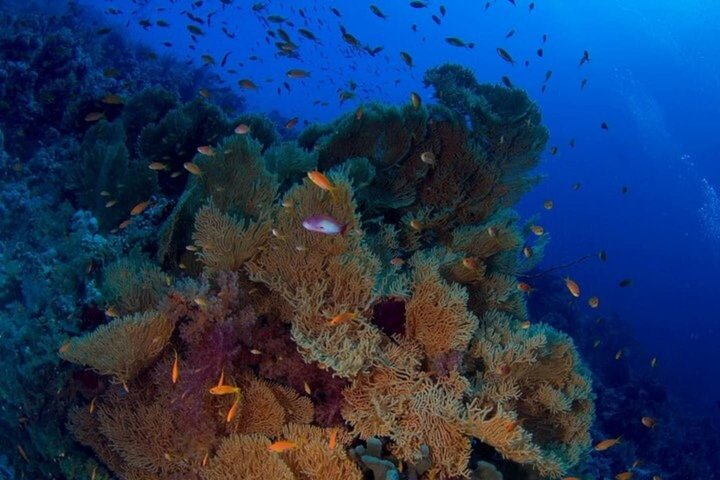 Tiran Island Snorkeling , Diving Cruise & Lunch - Sharm El Sheikh