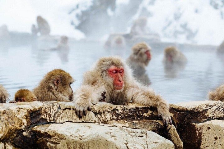 1-Day Private Tour Nagano Snow Monkeys Zenko-ji Temple Sake Test