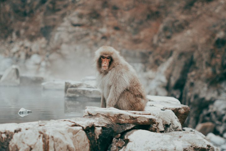 1-Day Private Tour Nagano Snow Monkeys Zenko-ji Temple Sake Test