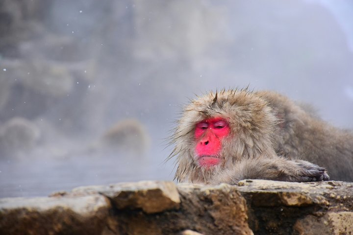 1-Day Private Tour Nagano Snow Monkeys Zenko-ji Temple Sake Test