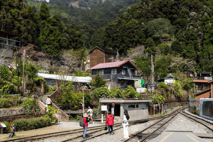 From Taichung/Kaohsiung/Chiayi:Alishan Hidden Gems Private Tour