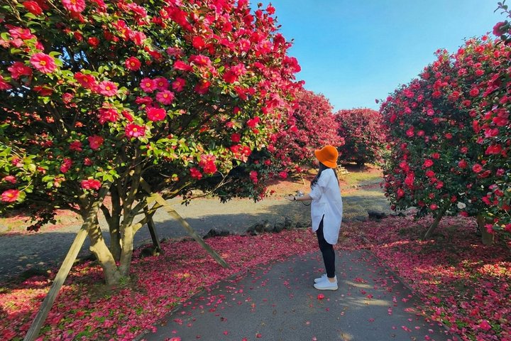Jeju Tour | Jungmun & Seogwipo Pick-up | Seongsan, Haenyeo, Cave