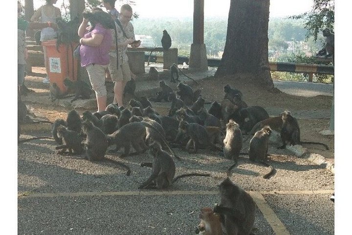 Private Batu Cave, Feed Silver Monkeys and Thousands of Fireflies
