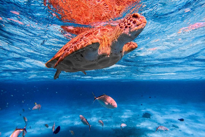 Ocean Blue Charters Private Boat Charters in the Cayman Islands