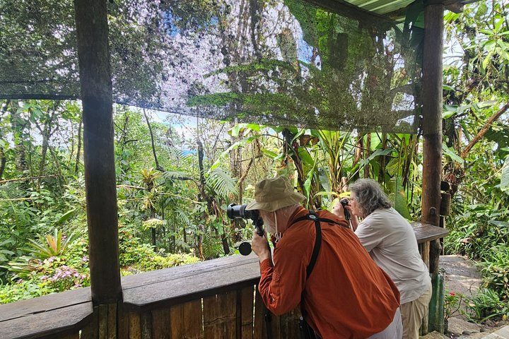 Mindo Cloud Forest: Hummingbirds, Birding & Waterfall Tour