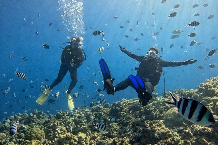 Try Scuba Diving diving at the Blue Cave in Onna Village, Okinawa