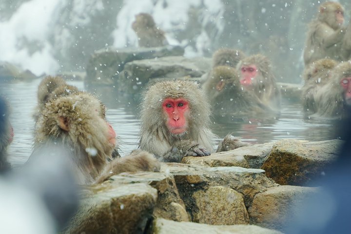 Snow Monkeys, Obuse & Sake: A Perfect Day in Nagano