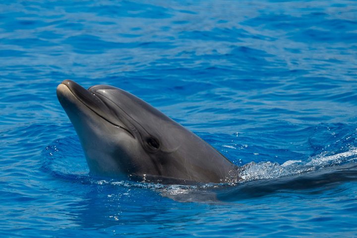 Olbia Catamaran Tour for Dolphin Research and Tavolara Marine Park